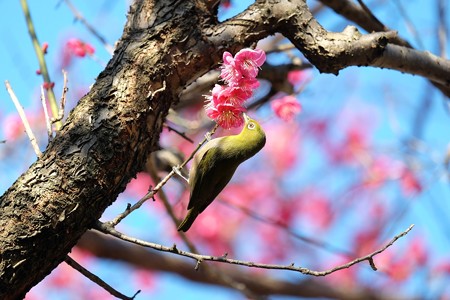 2016.02.13　和泉川　紅梅へメジロ　春