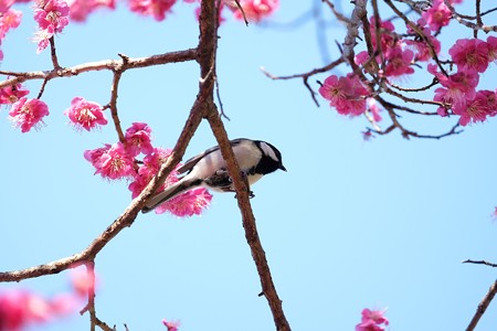 2016.02.16　和泉川　紅梅にシジュウカラ