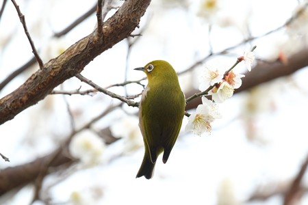2016.02.23　和泉川　メジロ