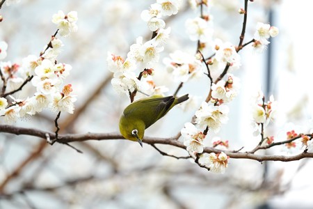 2016.02.23 和泉川 梅にメジロ イナバウアー