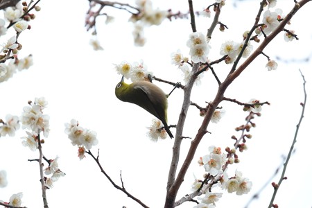 2016.02.23　和泉川　梅へメジロ