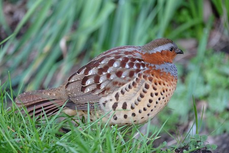 2016.02.28　和泉川　コジュケイ　草