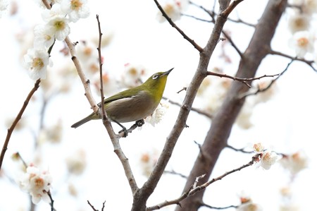 2016.02.29 和泉川 梅にメジロ