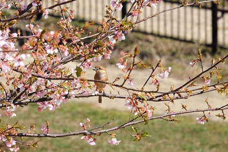 2016.03.03　和泉川　河津桜にモズ
