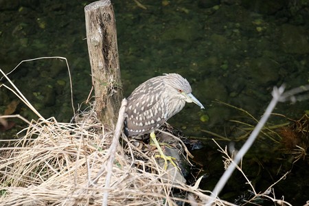 2016.03.05　和泉川　ホシゴイ