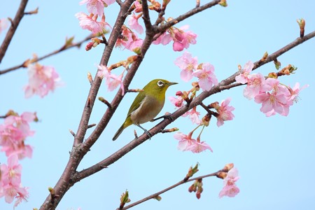 2016.03.05　和泉川　メジロ