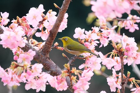 2016.03.05　和泉川　河津桜にメジロ
