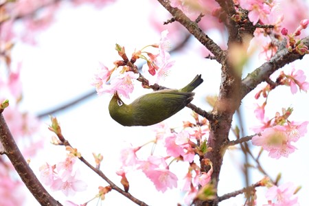 2016.03.05　和泉川　河津桜へメジロ　吸蜜