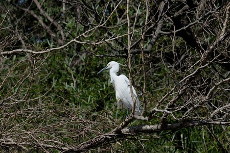 2016.03.06　和泉川　コサギ