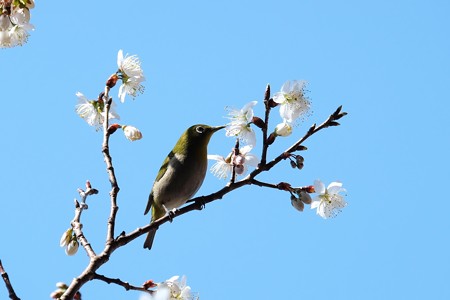 2016.03.06　和泉川　桜にメジロ