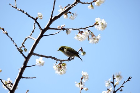 2016.03.06　和泉川　早咲きの桜にメジロ