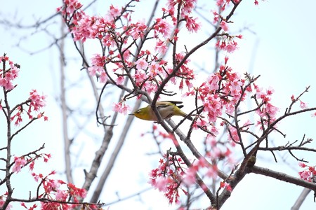 2016.03.16　和泉川　おかめ桜とメジロ