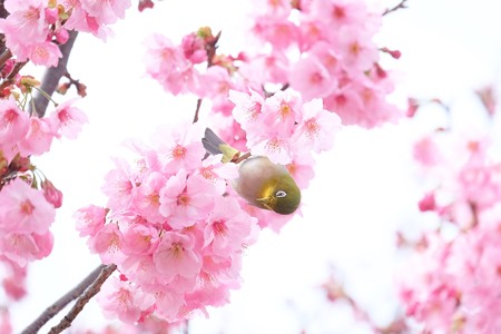 2016.03.26　和泉川　桜にメジロ　どっちの蜜