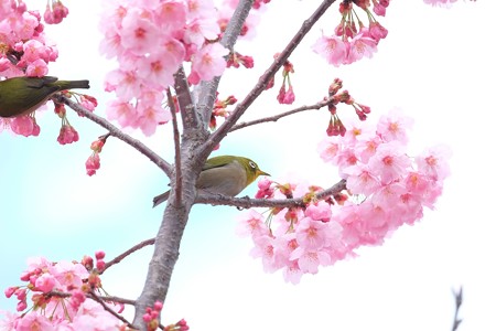 2016.03.26　和泉川　桜へメジロ　曇り空