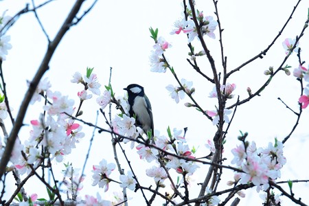 2016.03.31　和泉川　桃にシジュウカラ