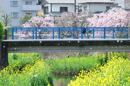 2016.04.09　和泉川　桜吹雪く
