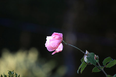 2009.12.06　和泉川　薔薇