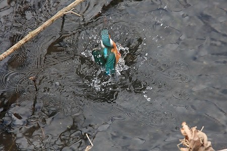 2009.12.29　和泉川　カワセミ　水遊び