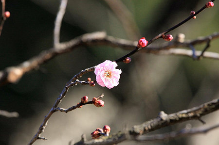 2009.12.31 大池公園 梅