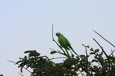 2010.02.02　オルチャ遺跡　ワカケホンセイインコ-2