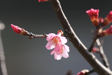 2010.03.03　和泉川　桜