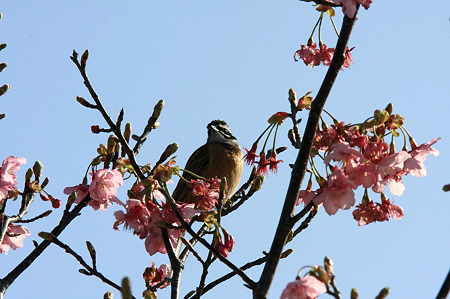 2010.03.22　和泉川　ホオジロ