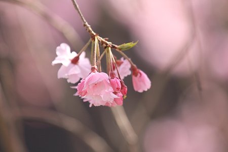 2011.04.14　和泉川　枝垂れ八重桜