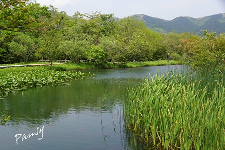箱根湿生花園・・9