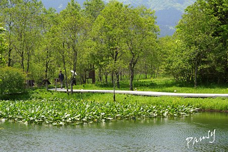 箱根湿生花園・・12