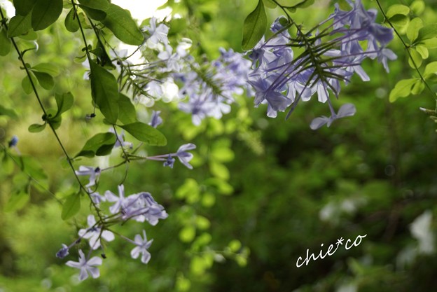 瑠璃茉莉(るりまつり)・・