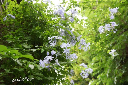 るりまつり・・