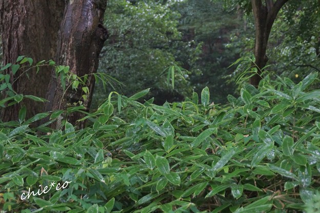 三渓園-136