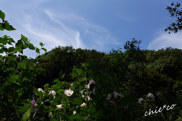 青空と・・木槿(むくげ)・・