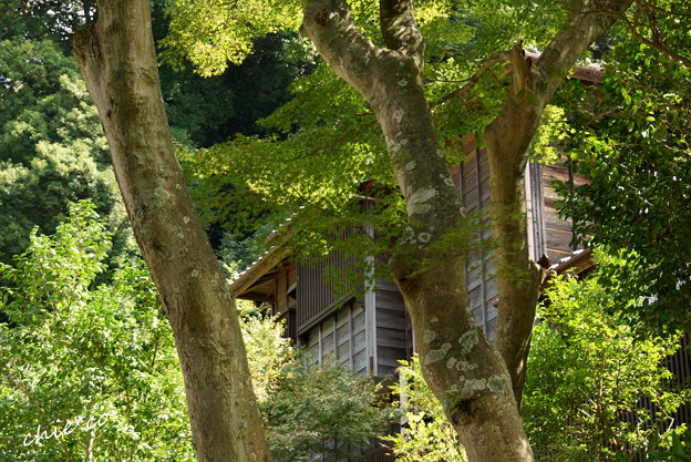 長月の円覚寺-255