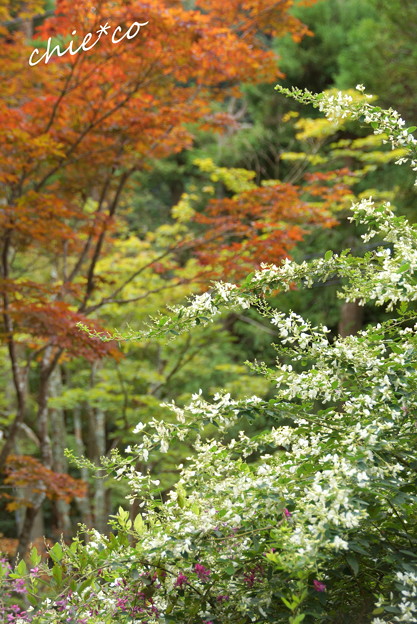 海蔵寺-104