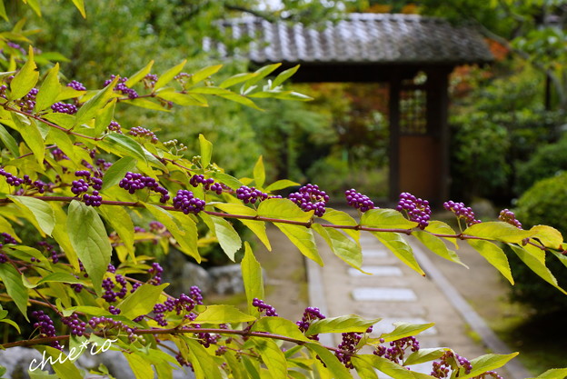 海蔵寺-108