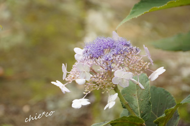 玉紫陽花(たまあじさい)・・