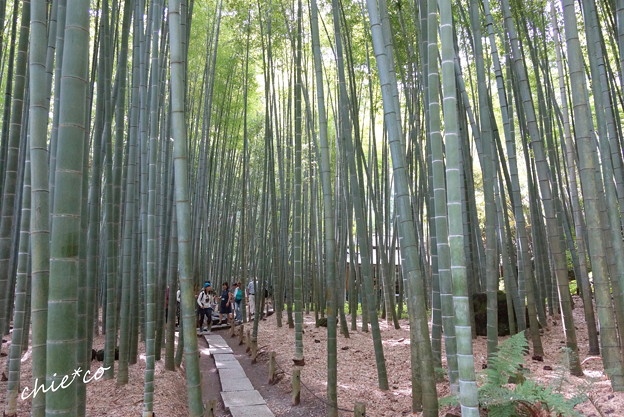 鎌倉-275