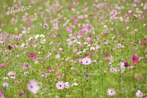 昭和記念公園-387