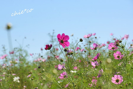 昭和記念公園-394