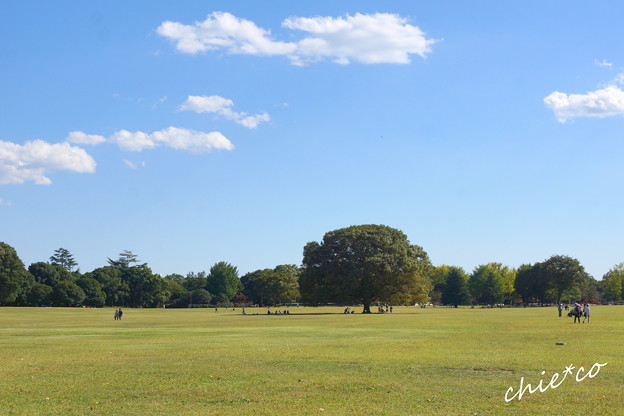 昭和記念公園-433