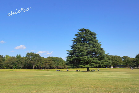 昭和記念公園-438