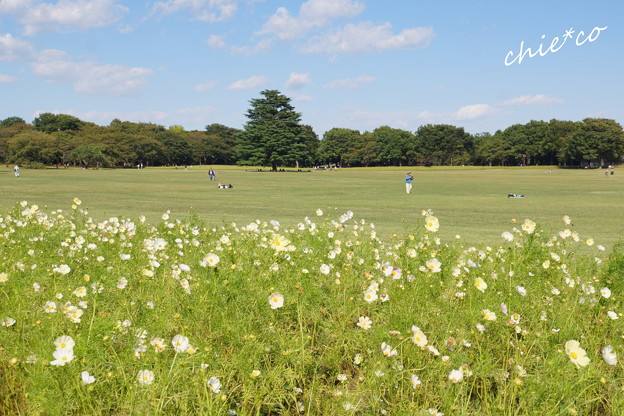 昭和記念公園-447