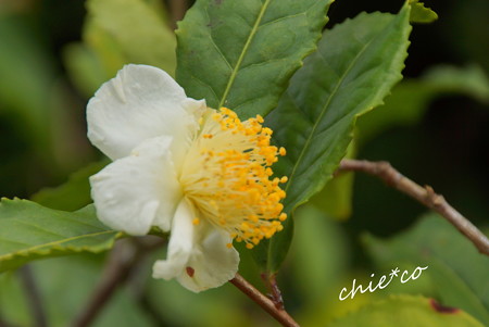 お茶の花・・