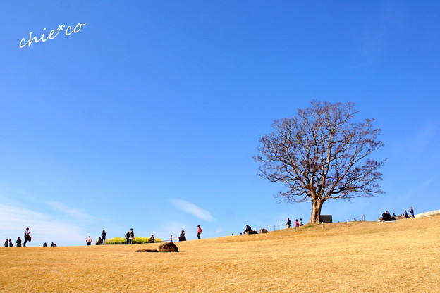 吾妻山公園-177