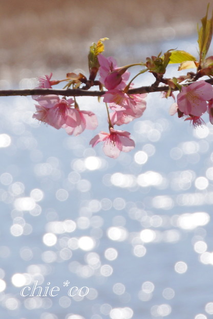 三浦海岸~河津桜~-197