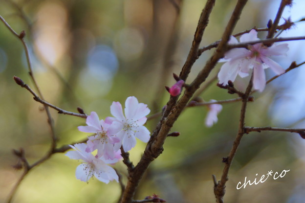 十月桜・・