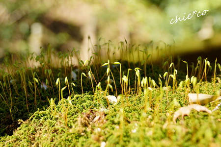苔のスプラウト・・
