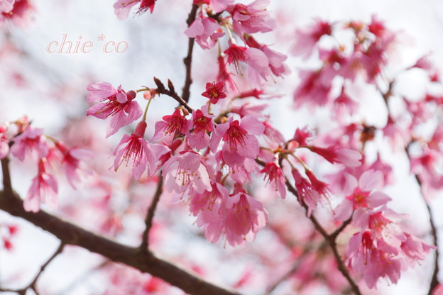 おかめ桜・・