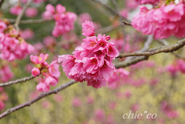 実生の大寒桜・・ 1